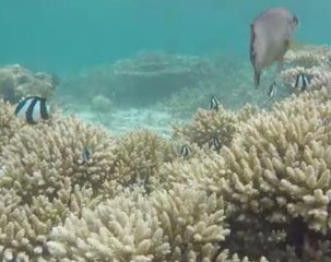Mauritius' coral reef faces double environmental threat