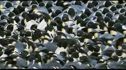 A Marcha dos Pingüins Trailer (2) Legendado