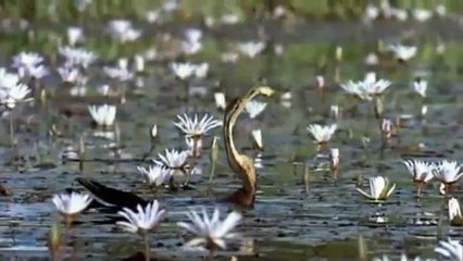 Migração Alada Trailer Original