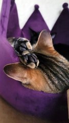 Cat Sleeps with Twitchy Toe Beans