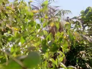 Piratas Modernos clip Original