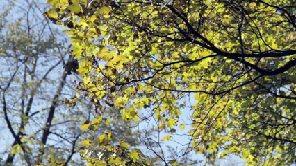 Antiviral Making of Original