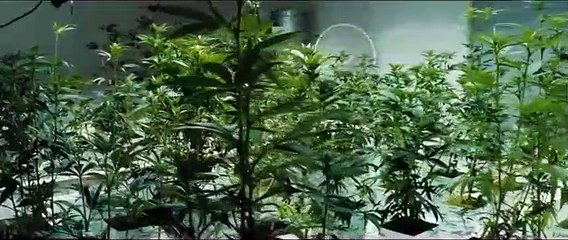 Selvagens Trailer (2) Original