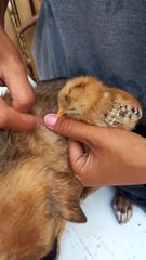 Pequena galinha ajuda a remover as pulgas do seu amiguinho de quatro patas