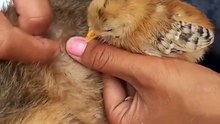 Pequena galinha ajuda a remover as pulgas do seu amiguinho de quatro patas
