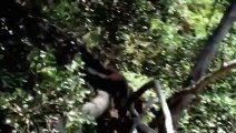 Bem-Vindo à Selva Trailer Original