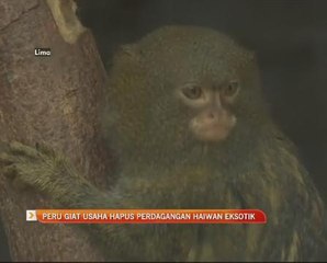 Peru giat usaha hapus perdagangan haiwan eksotik