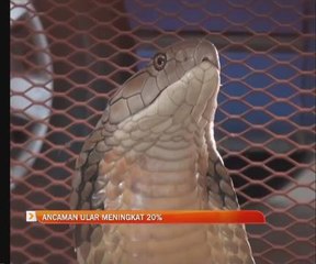 Ancaman ular meningkat 20%