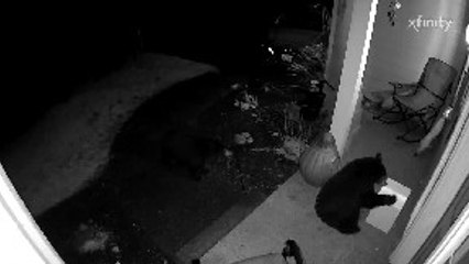 Bear Cubs Getting Into Milk Box
