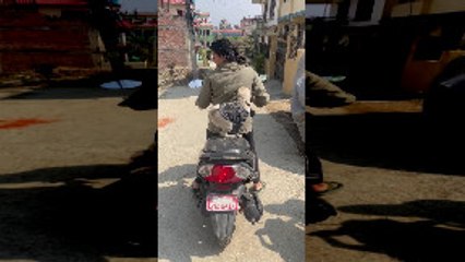 Pug Rides with on Scooter with Mom