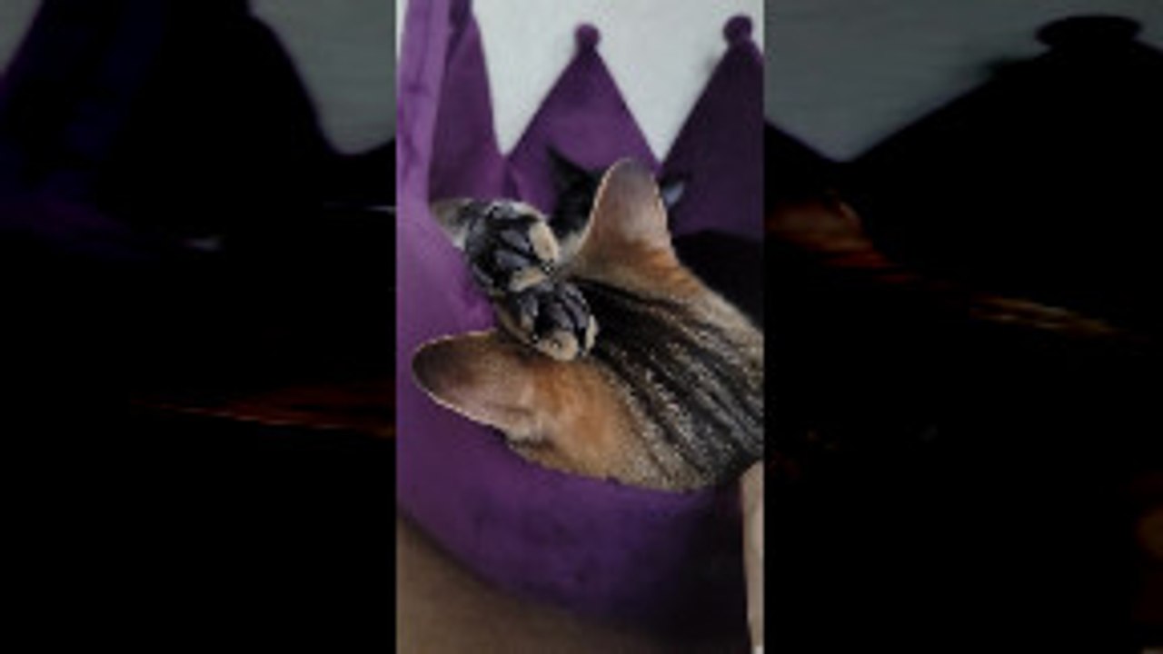 Cat Sleeps with Twitchy Toe Beans