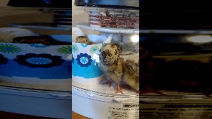 Adorable Quail Chick Gets its Head Stuck in Eggshell