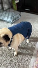 Timmy the Handsome Pug Tries on New Overalls