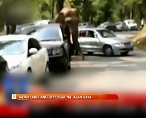 Gajah liar ganggu pengguna jalan raya