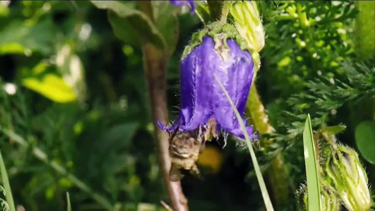 Mais que Mel Trailer Legendado