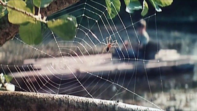 Todos los animales pequeños Tráiler VO