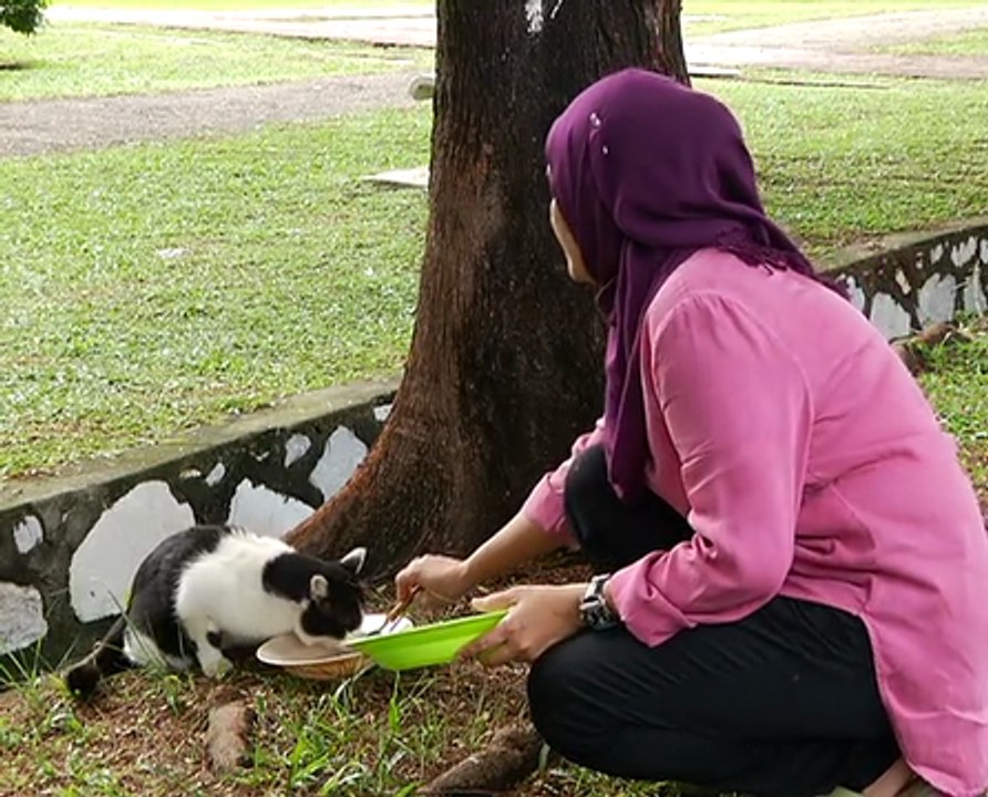 Wira AWANI: Usaha murni wira kucing