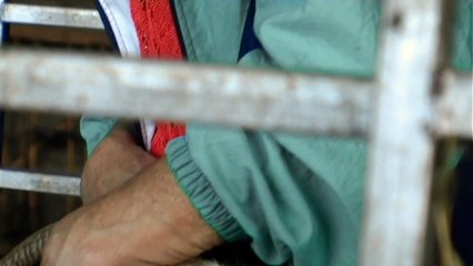 La primavera Tráiler