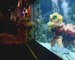 Underwater lion dance celebrates Lunar New Year in Malaysia
