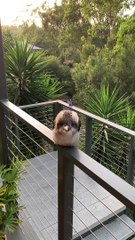 Adorable Baby Kookaburra Demonstrates its Signature Laugh