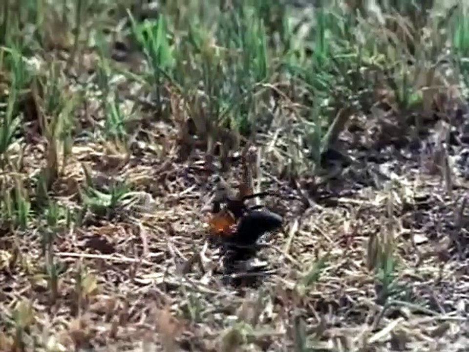 Furia ciega Tráiler VO