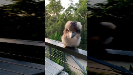 Adorable Baby Kookaburra Demonstrates its Signature Laugh