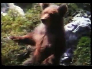 El oso Tráiler VO