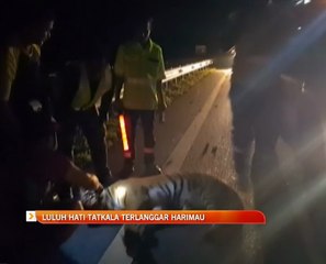 Luluh hati tatkala terlanggar harimau