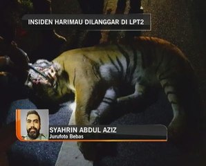 Insiden harimau belang dilanggar di LPT2