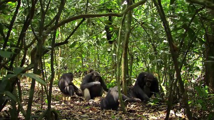Chimpancés Tráiler VO