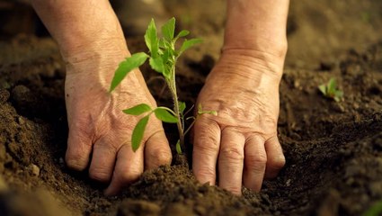 What to know before planting your garden as spring warmth arrives