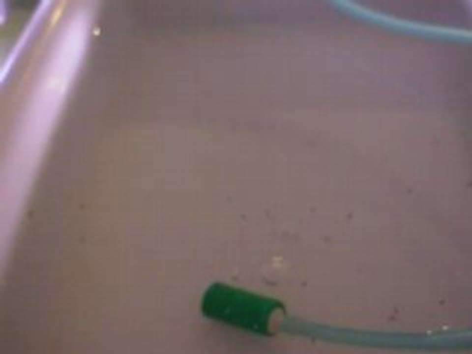 DSCN0331 red cover san mera 3 jours elevage