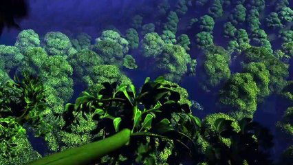 Campanilla y la leyenda de la bestia Teaser VO