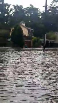 Border collies safe from floodwaters after surfboard rescue