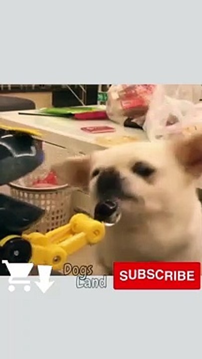 Funny Dog Videos 2022  #6 #Shorts