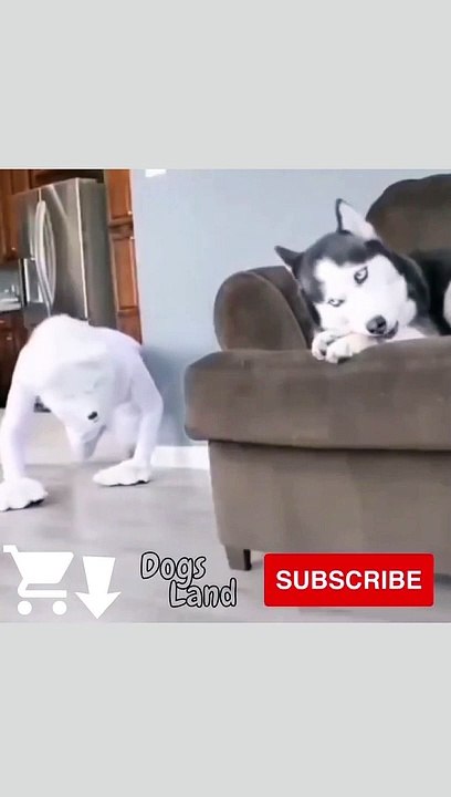 Funny Dog Videos 2022  #9 #Shorts