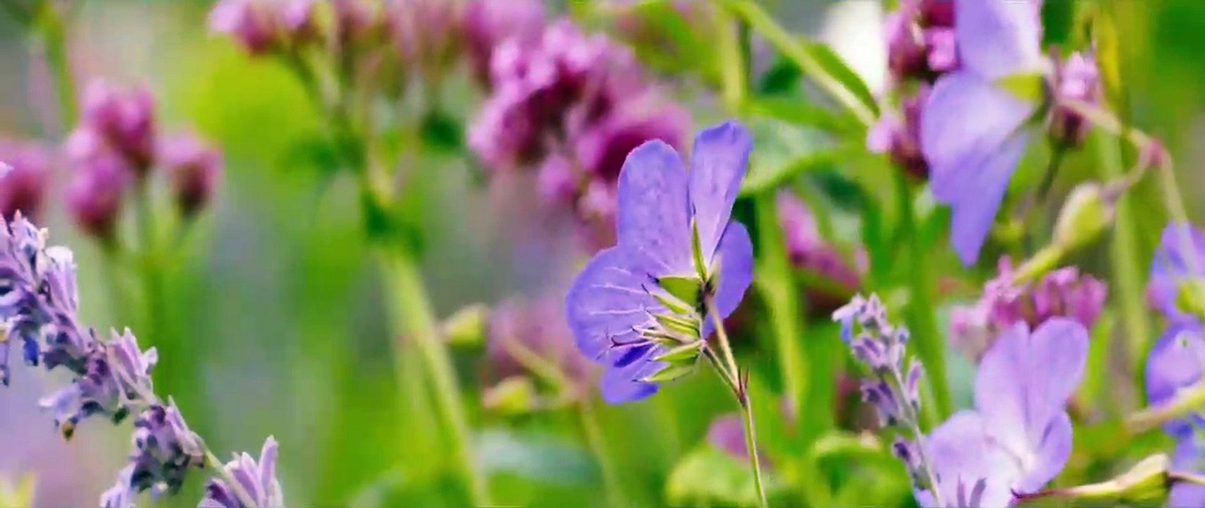 Lejos del mundanal ruido Tráiler (2) VO