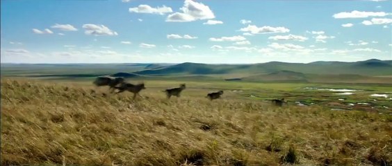 El último lobo (Wolf Totem) Tráiler (2)