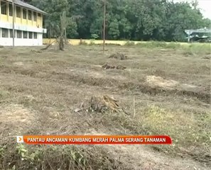 Pantau ancaman kumbang merah palma serang tanaman