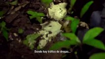 Amazonas, el camino de la cocaína Tráiler
