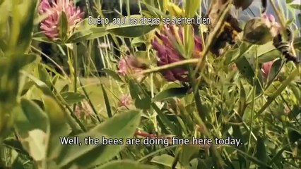 Mucho más que miel Tráiler VO