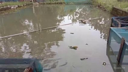 Hasil pancing ikan haruan