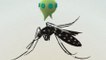 How genetically modified mosquitoes could stop Zika virus spread