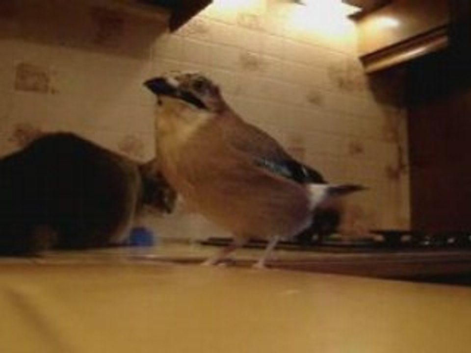 MOV02117_NEW
