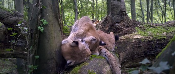Las estaciones Tráiler (2) VO