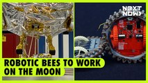 Robotic bees to work on the moon | NEXT NOW