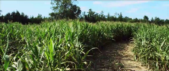 El hijo pródigo Tráiler (2) VO