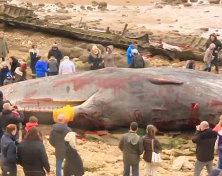 Four sperm whales wash up on England's eastern shores