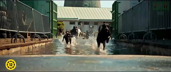 White God Trailer Original