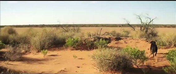 Tracks Trailer Original